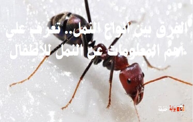 الفرق بين أنواع النمل.. تعرف علي أهم المعلومات عن النمل للأطفال
