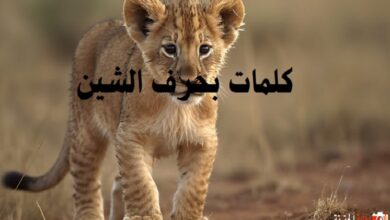 كلمات بحرف الشين