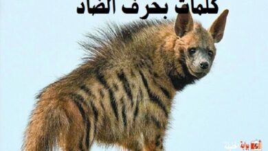 كلمات بحرف الضاد