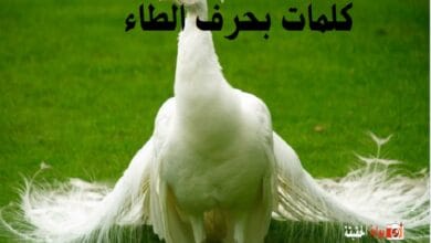 كلمات بحرف الطاء