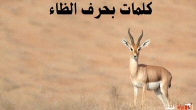 كلمات بحرف الظاء