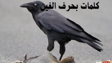 كلمات بحرف الغين