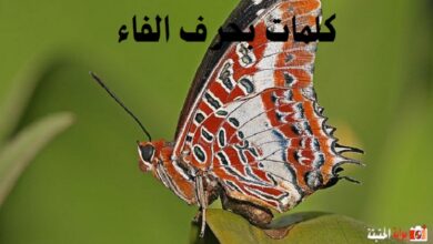 كلمات بحرف الفاء