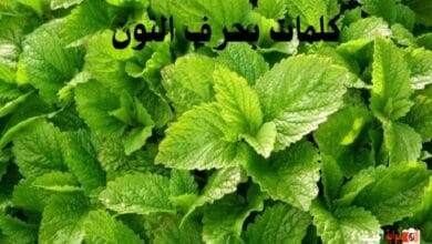 كلمات بحرف النون