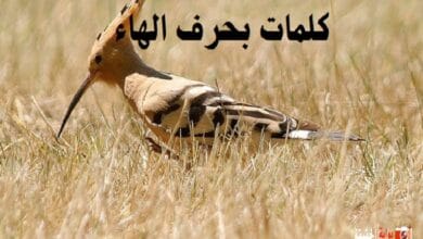 كلمات بحرف الهاء