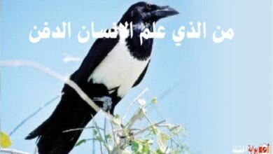 من الذي علم الإنسان الدفن.. من هو أول من دفن في الأرض؟