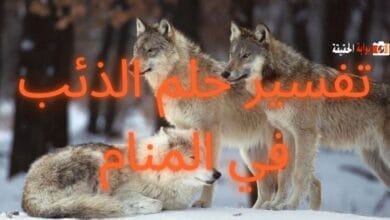 تفسير حلم الذئب في المنام بشتى الحالات